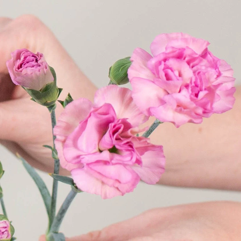 Build Your Own Carnation and Mini Carnation Box (5 bunch minimum) - Image 40