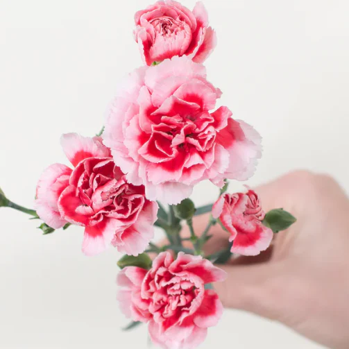 Build Your Own Carnation and Mini Carnation Box (5 bunch minimum) - Image 5