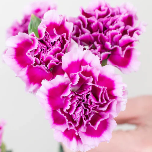 Build Your Own Carnation and Mini Carnation Box (5 bunch minimum) - Image 6