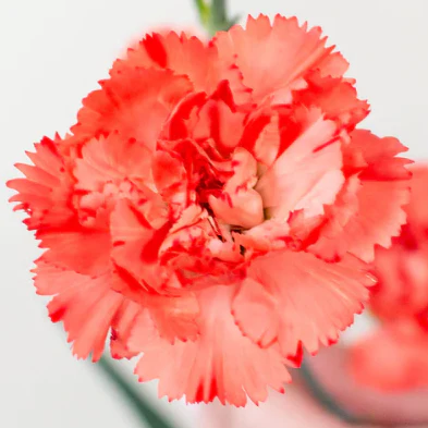 Build Your Own Carnation and Mini Carnation Box (5 bunch minimum) - Image 7