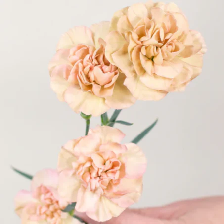 Build Your Own Carnation and Mini Carnation Box (5 bunch minimum) - Image 8
