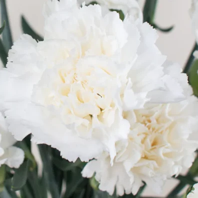Build Your Own Carnation and Mini Carnation Box (5 bunch minimum) - Image 9