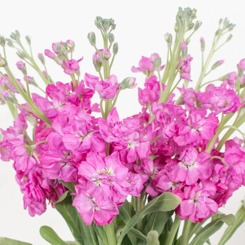 Build Your Own Ceremony Flower Box (5 bunch minimum) - Image 63