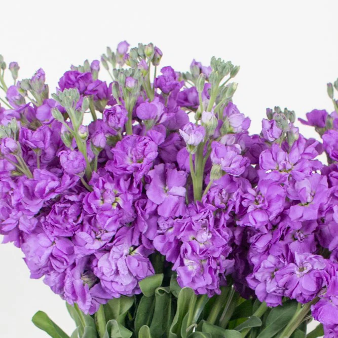 Build Your Own Ceremony Flower Box (5 bunch minimum) - Image 66
