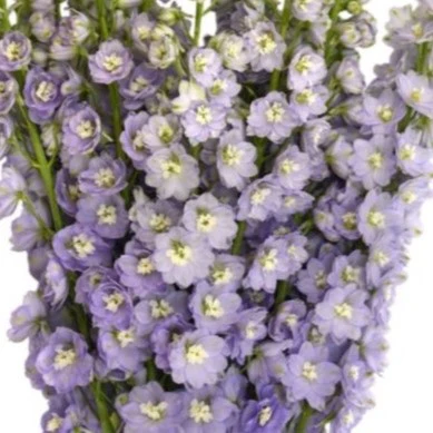 Build Your Own Ceremony Flower Box (5 bunch minimum) - Image 69