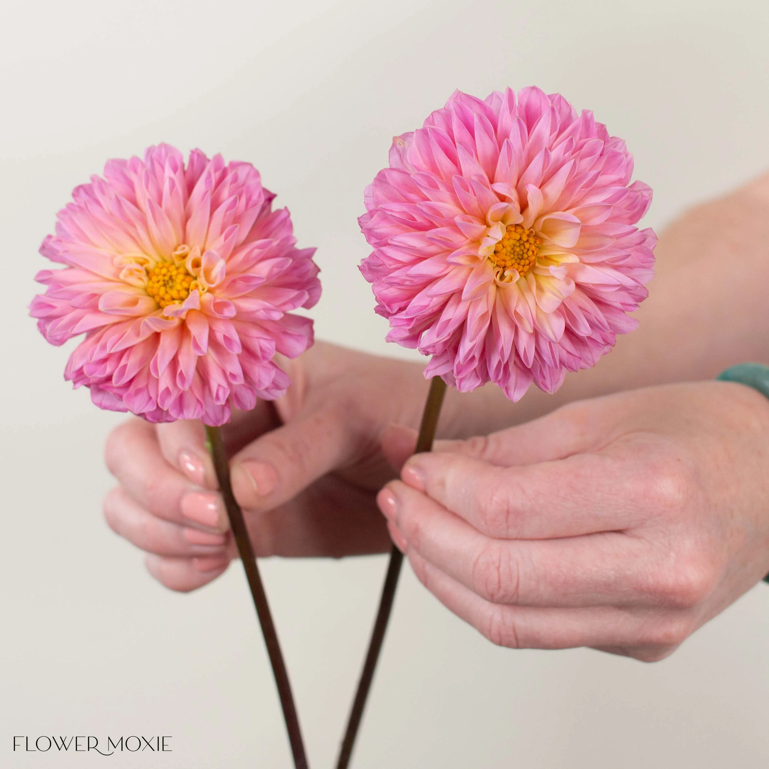 Build Your Own Dahlia Box (6 bunch minimum) - Image 3