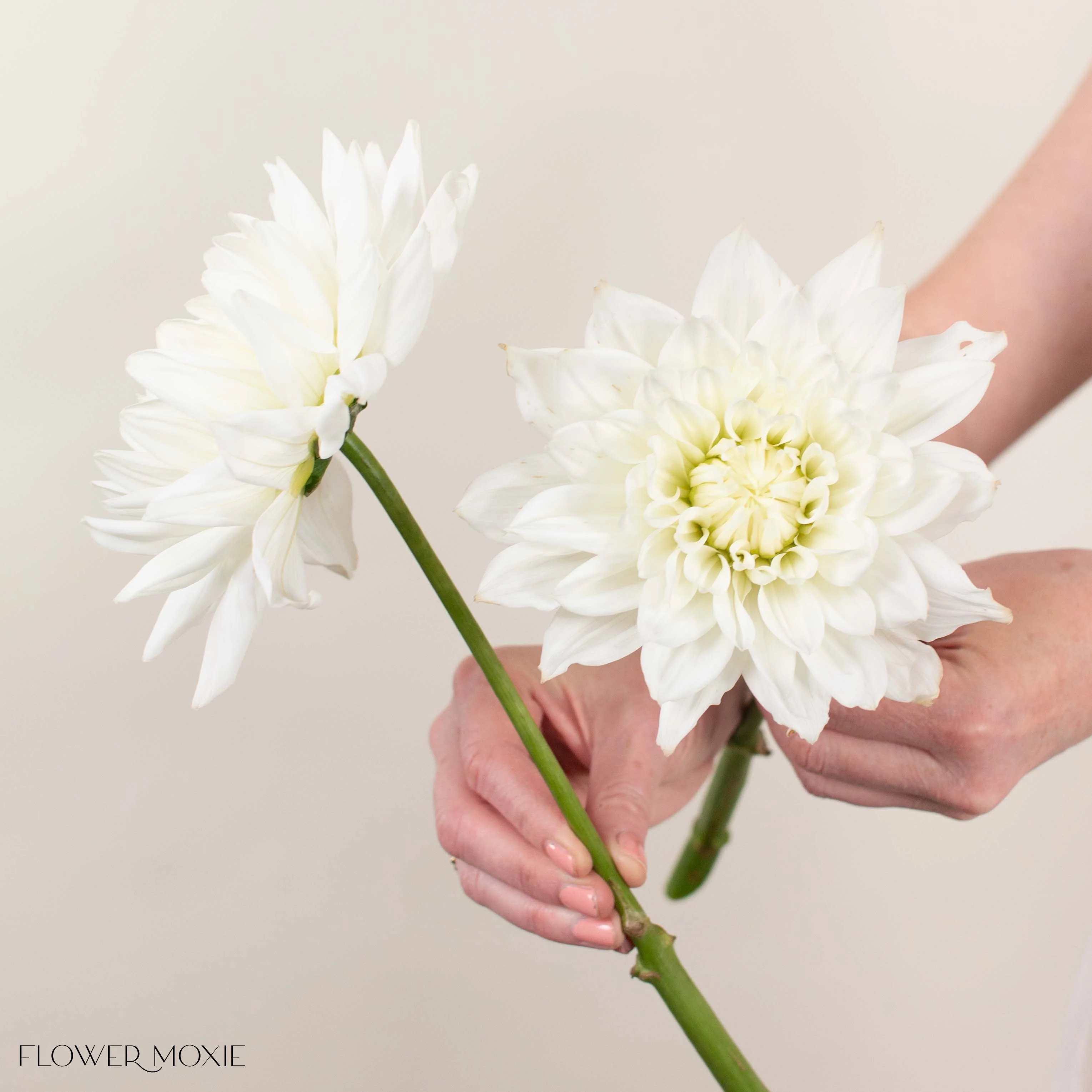 Build Your Own Dahlia Box (6 bunch minimum) - Image 5