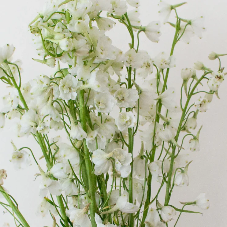 Build Your Own Delphinium Box (5 bunch minimum)