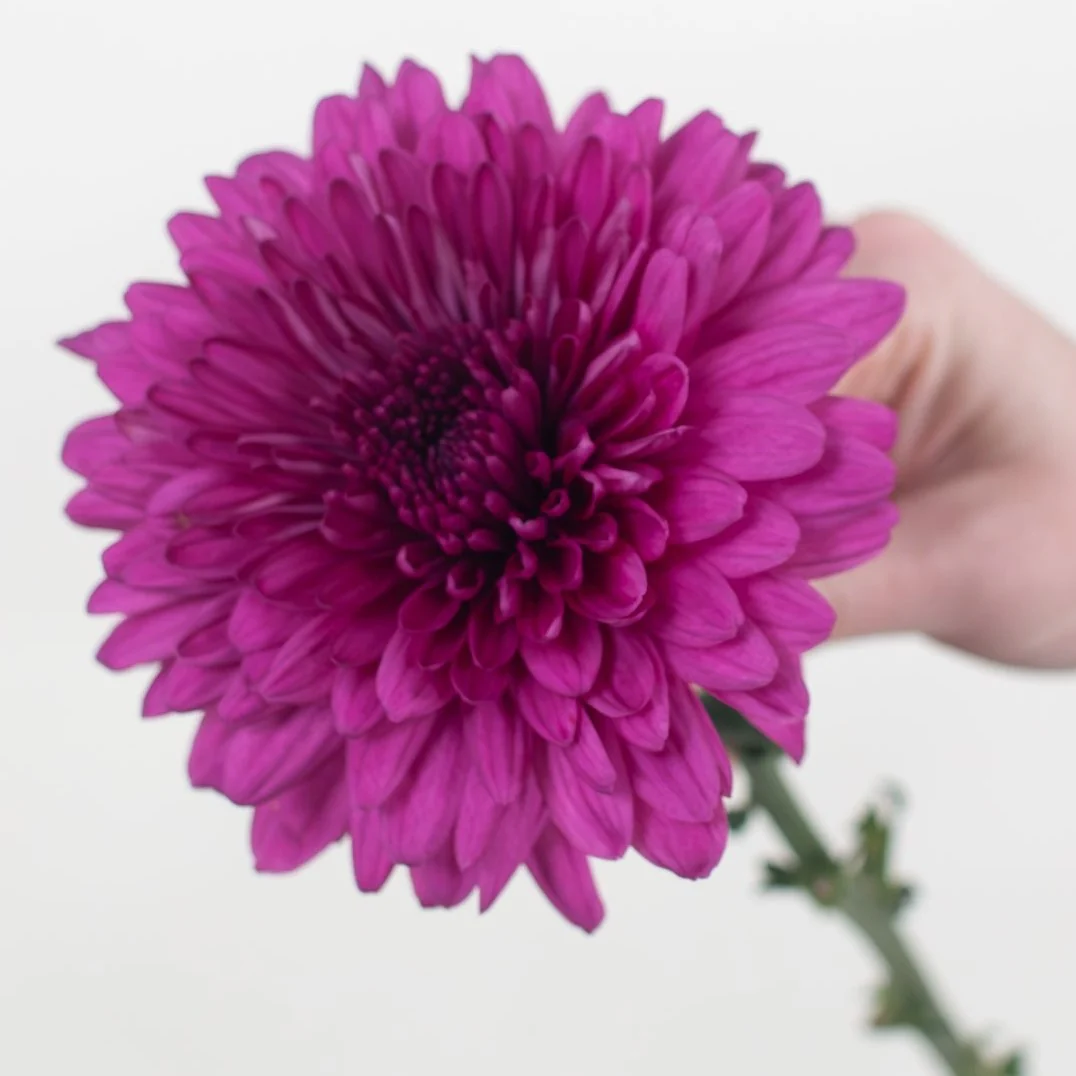 Build Your Own Garden Flower Box (5 bunch minimum) - Image 11