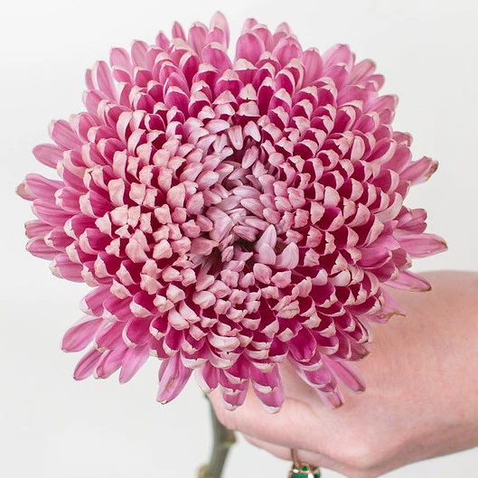 Build Your Own Garden Flower Box (5 bunch minimum) - Image 12