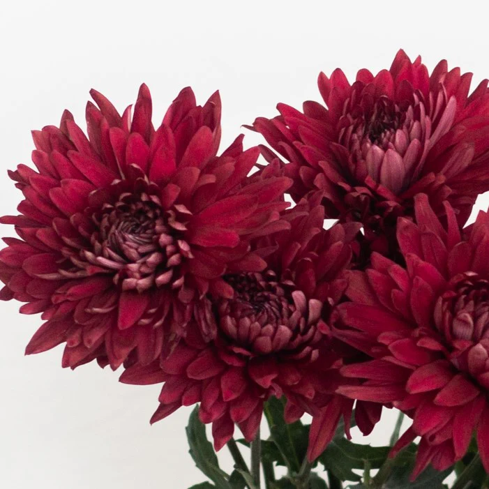 Build Your Own Garden Flower Box (5 bunch minimum) - Image 14
