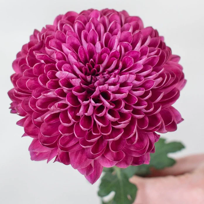 Build Your Own Garden Flower Box (5 bunch minimum) - Image 19