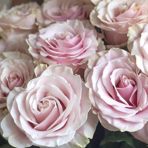 Build Your Own Garden Flower Box (5 bunch minimum) - Image 28