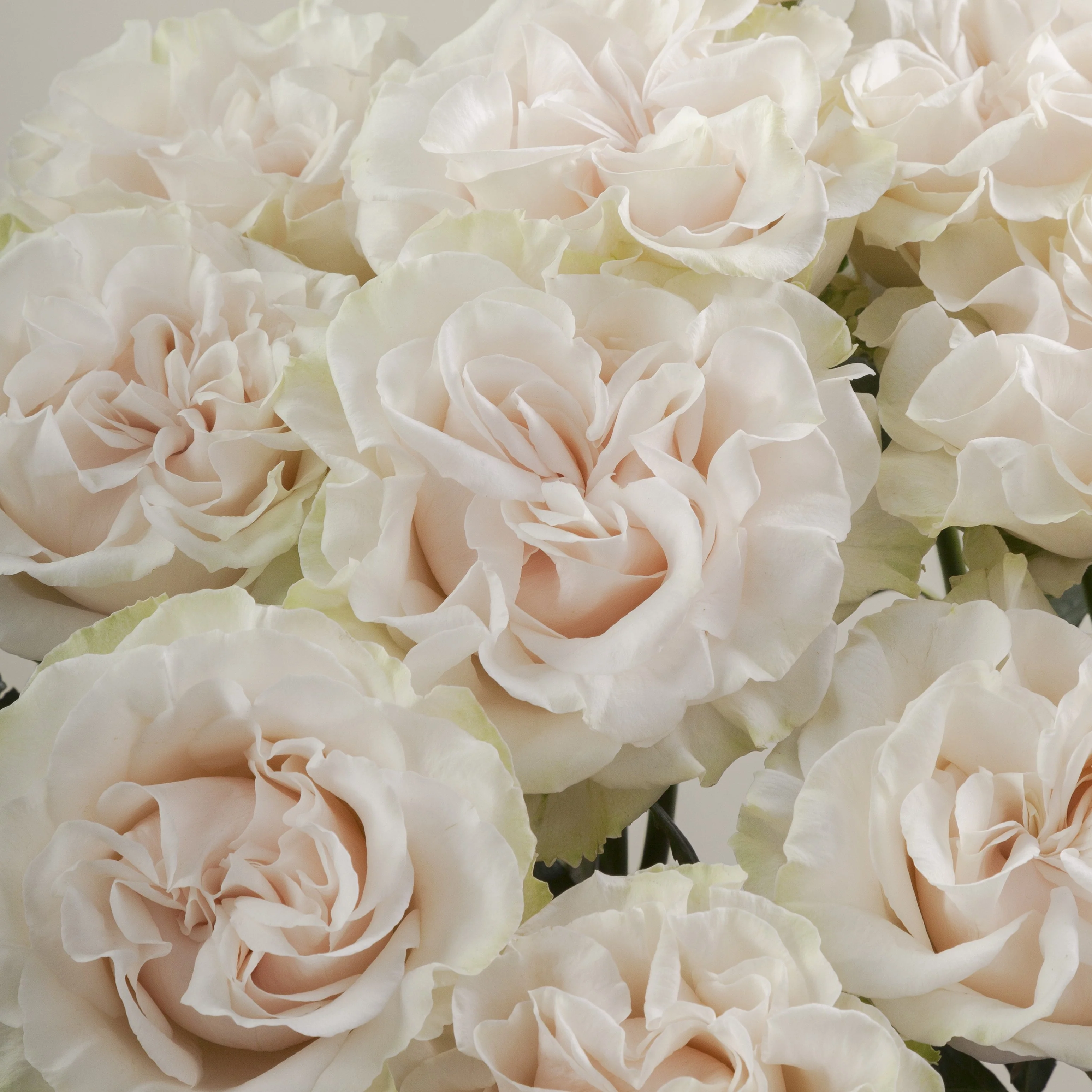 Build Your Own Garden Flower Box (5 bunch minimum) - Image 39