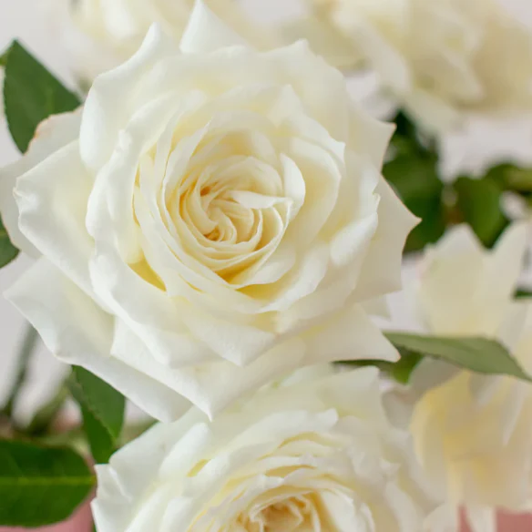 Build Your Own Garden Flower Box (5 bunch minimum) - Image 40