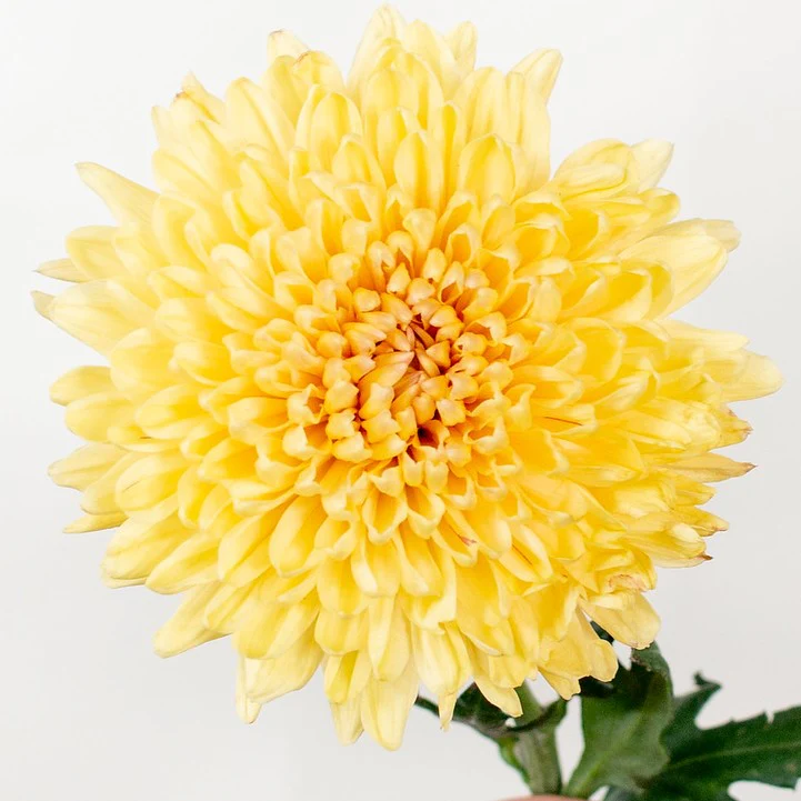Build Your Own Garden Flower Box (5 bunch minimum) - Image 5
