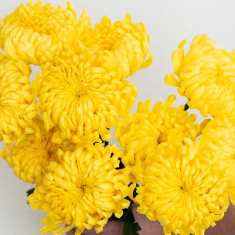 Build Your Own Garden Flower Box (5 bunch minimum) - Image 6