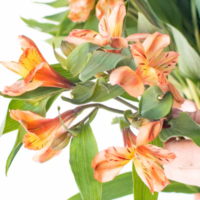 Build Your Own Garden Flower Box (5 bunch minimum) - Image 63
