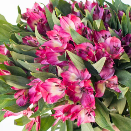Build Your Own Garden Flower Box (5 bunch minimum) - Image 66