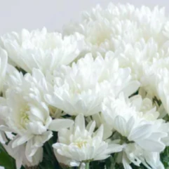 Build Your Own Garden Flower Box (5 bunch minimum) - Image 72