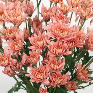 Build Your Own Garden Flower Box (5 bunch minimum) - Image 73
