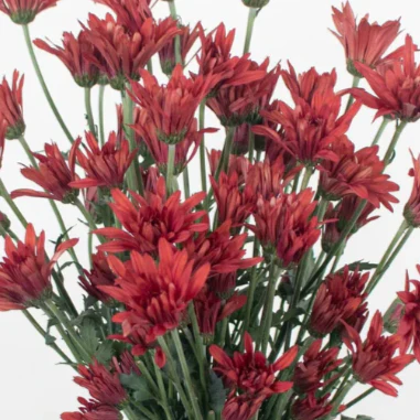 Build Your Own Garden Flower Box (5 bunch minimum) - Image 74