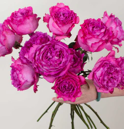 Build Your Own Garden Rose Box (2 bunch minimum) - Image 11