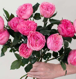 Build Your Own Garden Rose Box (2 bunch minimum) - Image 13