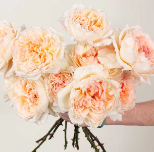Build Your Own Garden Rose Box (2 bunch minimum) - Image 15