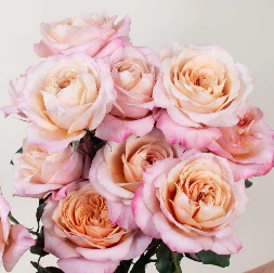 Build Your Own Garden Rose Box (2 bunch minimum) - Image 17