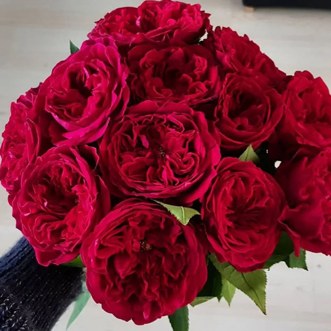 Build Your Own Garden Rose Box (2 bunch minimum) - Image 20