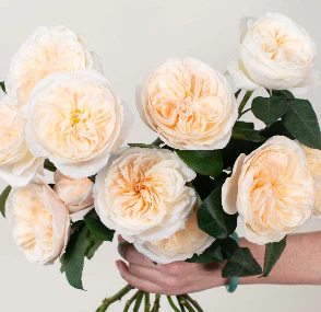 Build Your Own Garden Rose Box (2 bunch minimum) - Image 25