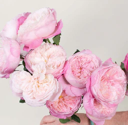 Build Your Own Garden Rose Box (2 bunch minimum) - Image 27