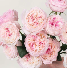 Build Your Own Garden Rose Box (2 bunch minimum) - Image 30