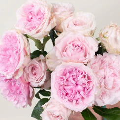 Build Your Own Garden Rose Box (2 bunch minimum) - Image 32