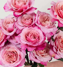 Build Your Own Garden Rose Box (2 bunch minimum) - Image 33