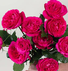 Build Your Own Garden Rose Box (2 bunch minimum) - Image 36