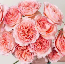 Build Your Own Garden Rose Box (2 bunch minimum) - Image 39