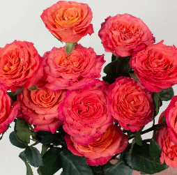 Build Your Own Garden Rose Box (2 bunch minimum) - Image 40