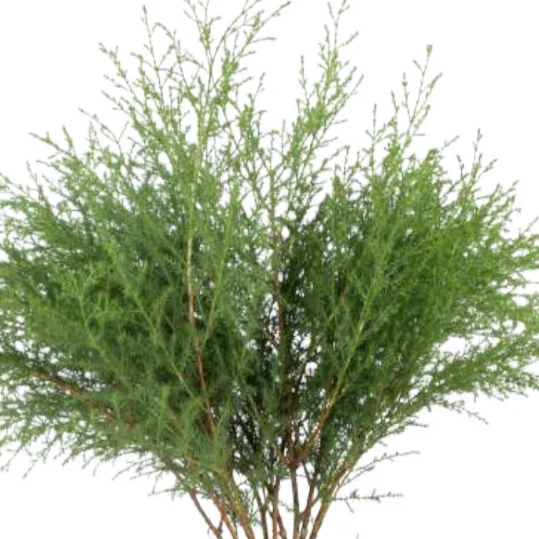 Build Your Own Greenery Box (5 bunch minimum) - Image 10