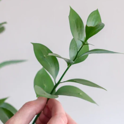Build Your Own Greenery Box (5 bunch minimum) - Image 11