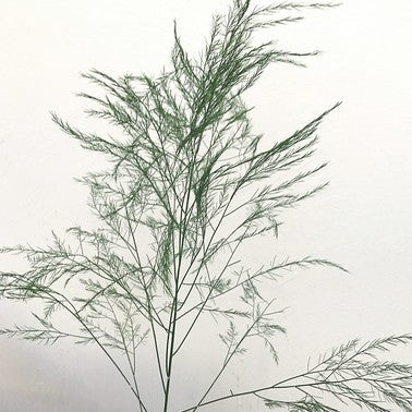Build Your Own Greenery Box (5 bunch minimum) - Image 12