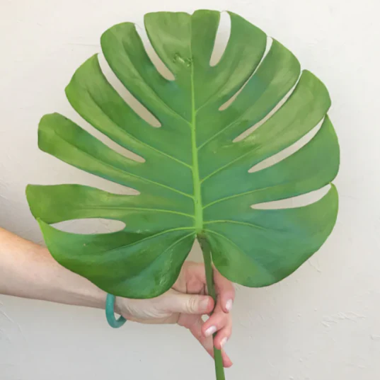 Build Your Own Greenery Box (5 bunch minimum) - Image 6