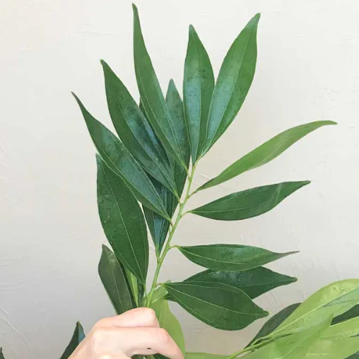 Build Your Own Greenery Box (5 bunch minimum) - Image 7