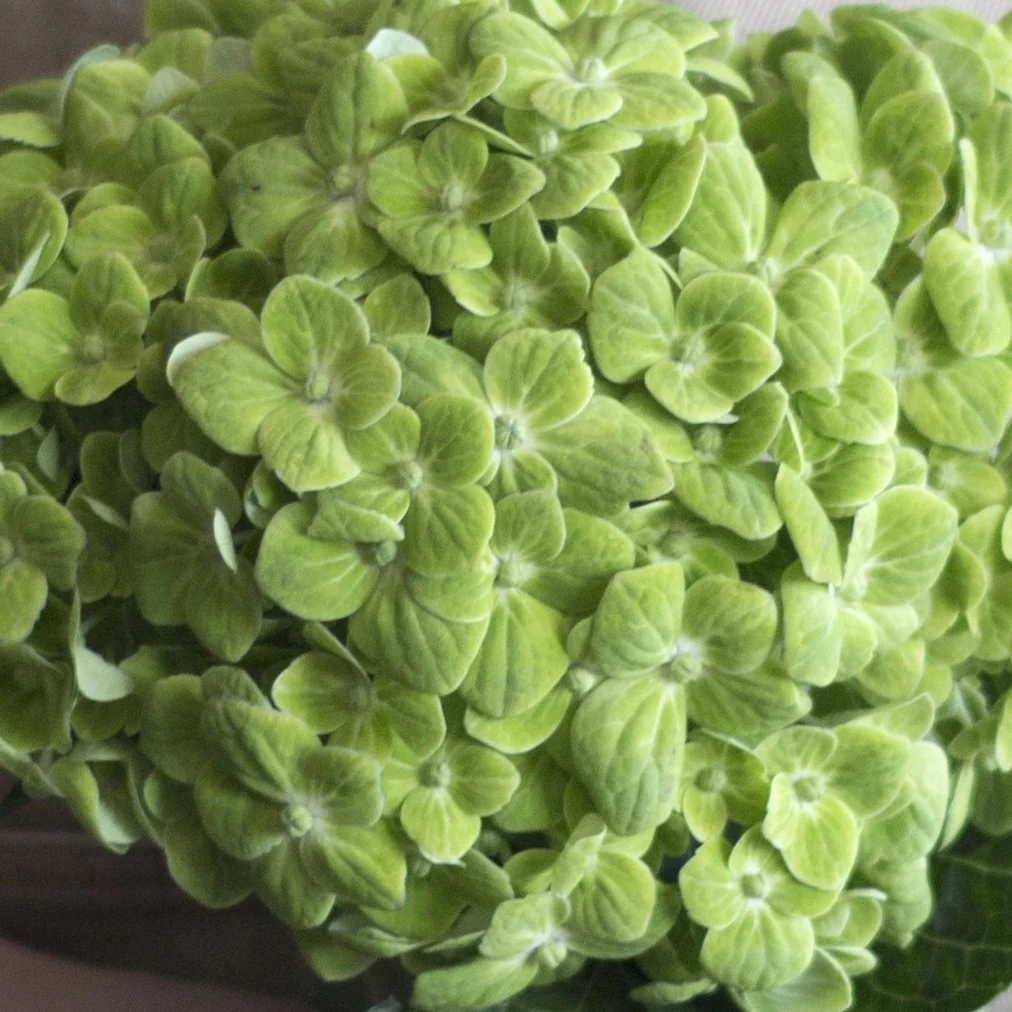 Build Your Own Hydrangea Box (4 bunch minimum) - Image 3