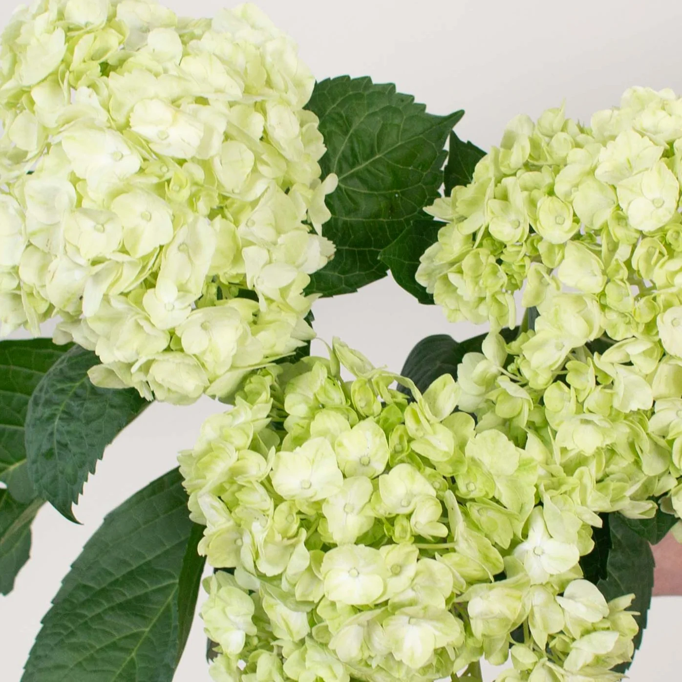 Build Your Own Hydrangea Box (4 bunch minimum) - Image 4