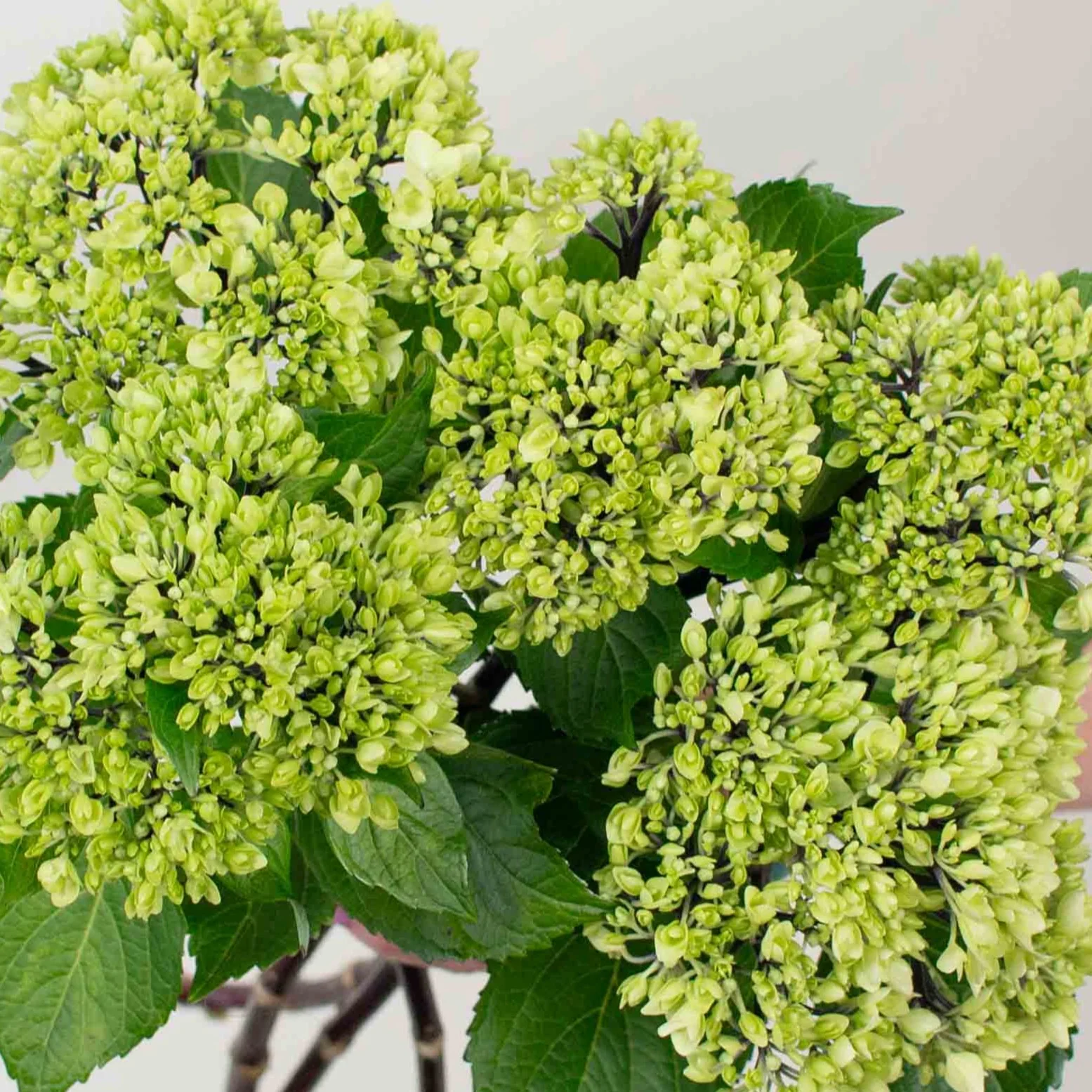 Build Your Own Hydrangea Box (4 bunch minimum) - Image 5