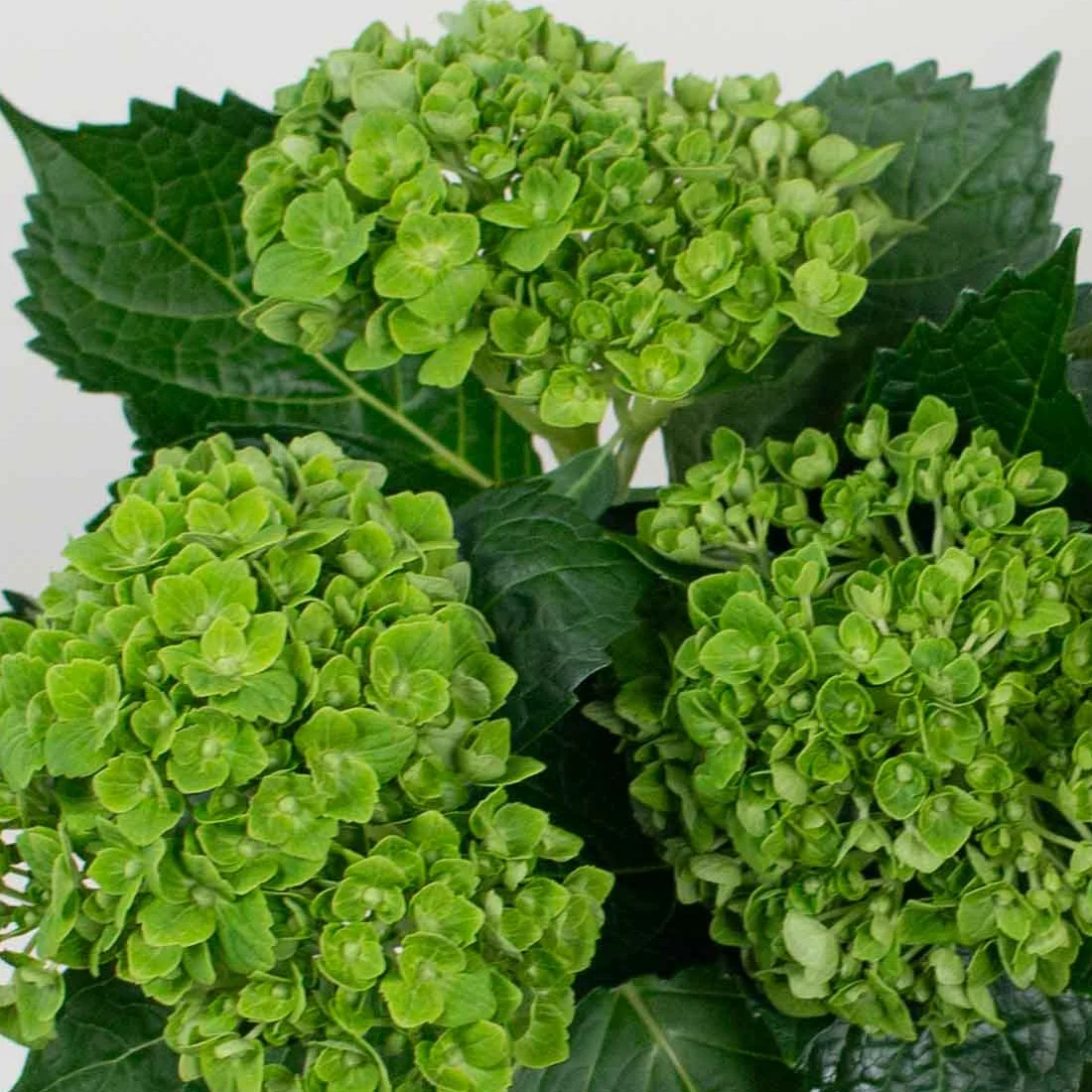 Build Your Own Hydrangea Box (4 bunch minimum) - Image 6