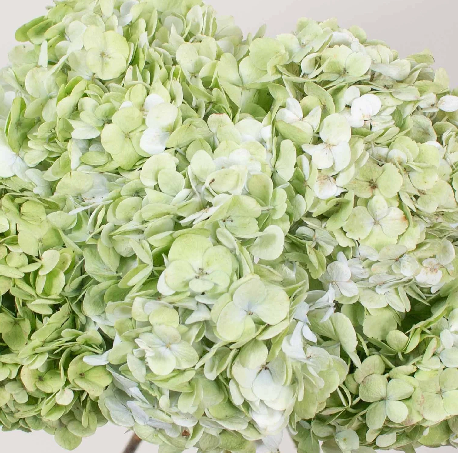 Build Your Own Hydrangea Box (4 bunch minimum) - Image 7