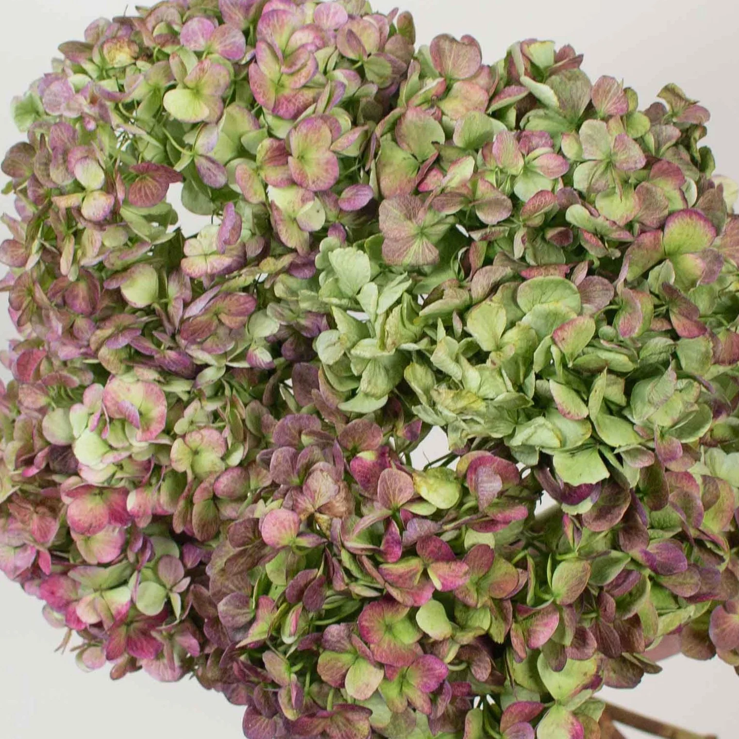 Build Your Own Hydrangea Box (4 bunch minimum) - Image 8